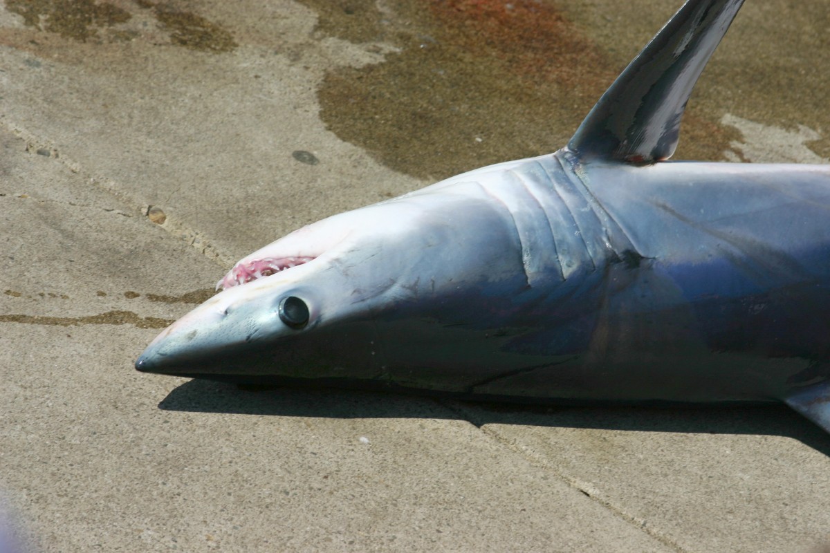 Mako Shark Image from Robert Engberg via Flickr