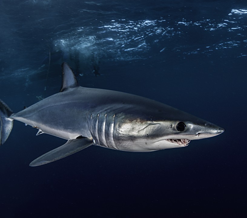image of a mako shark