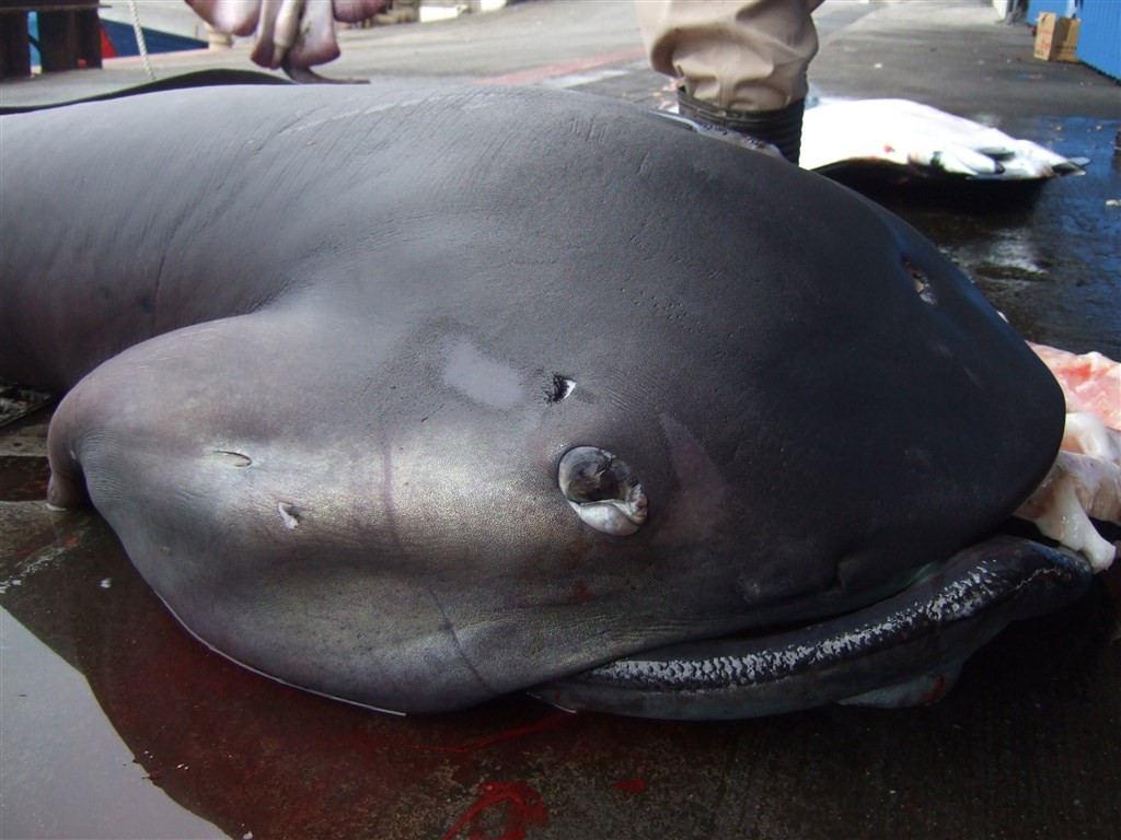 megamouth shark phot courtesy Fisheries Agency