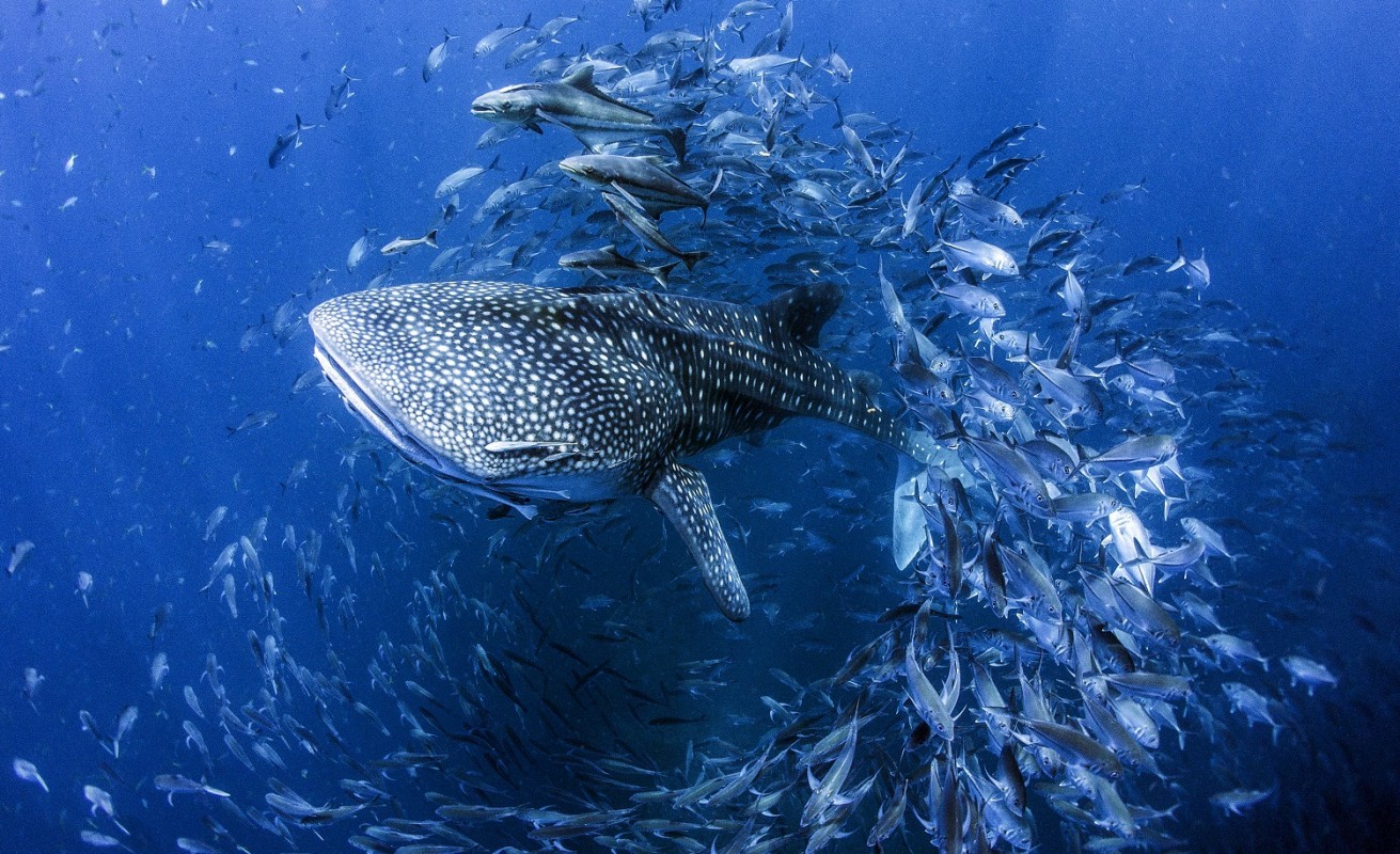 image of whale shark copyright Dan Friscione