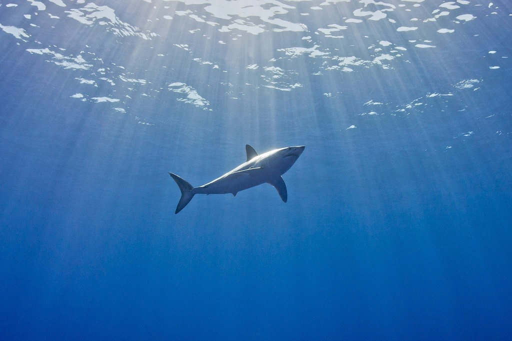 image of mako shark by Blue Shark Conservation