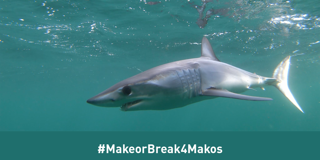 image of mako sharks picmonkey