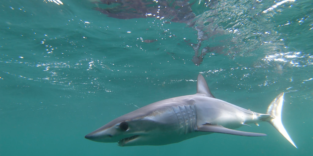 image of mako shark by free stock PicMonkey