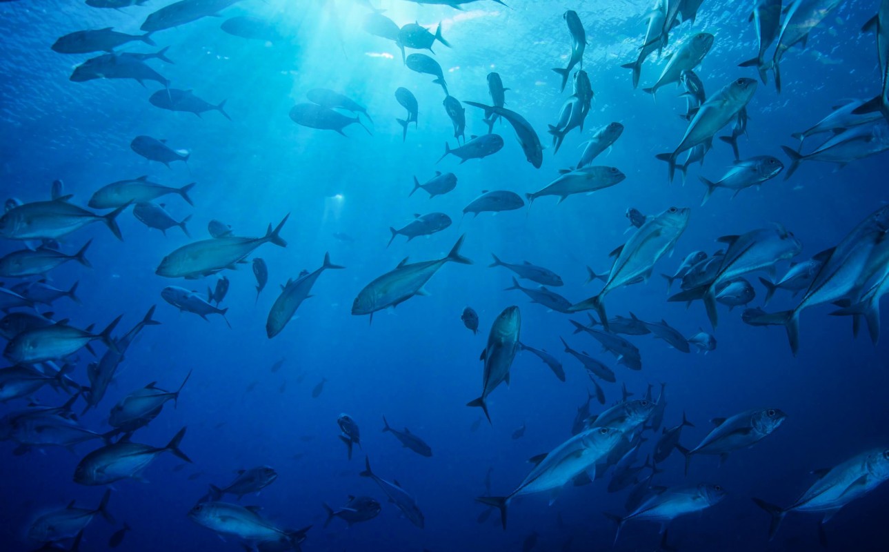 Stop Funding Overfishing 