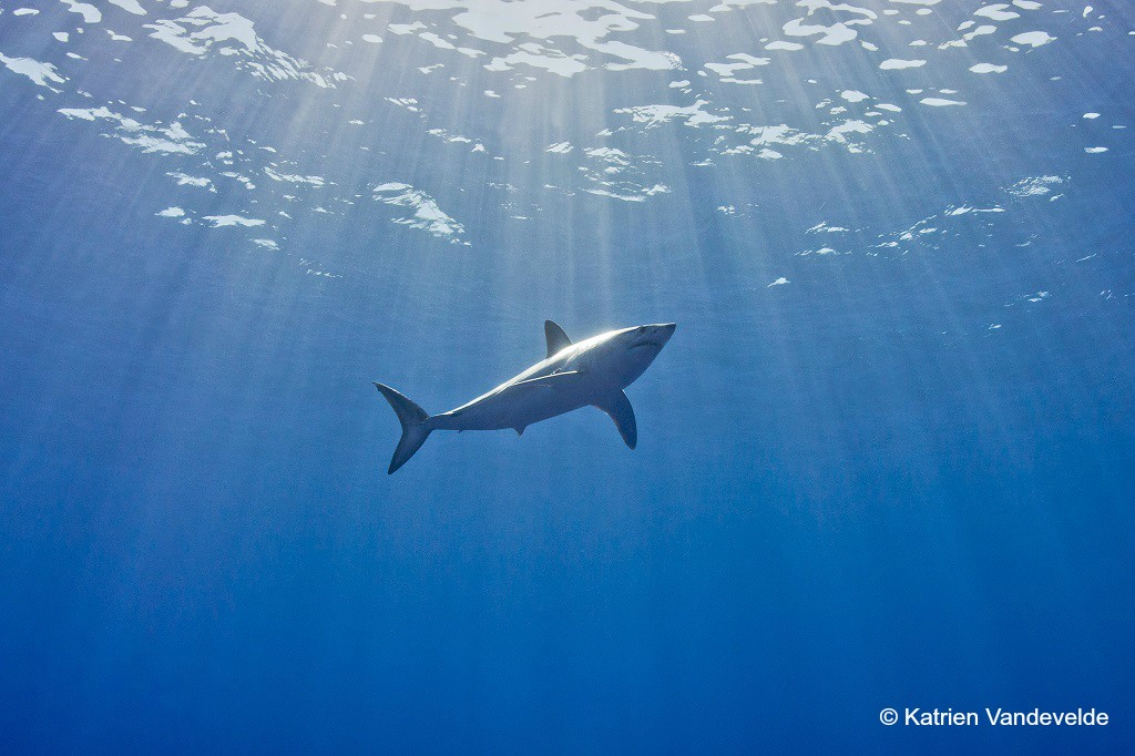 image of mako shark by Blue Shark Conservation