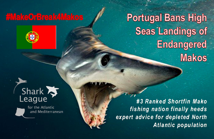 Portugal to ban mako shark landing 