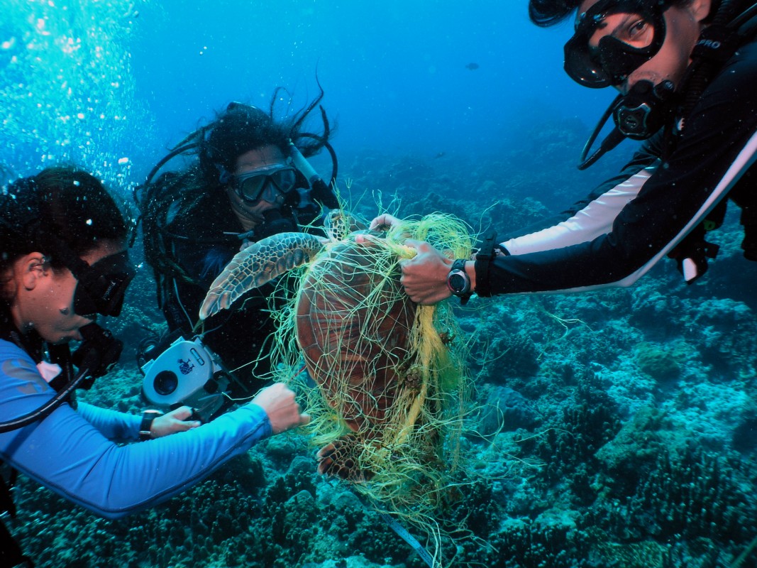 Pollution in the World's Oceans Threatens Millions of Marine Animals | PADI  AWARE