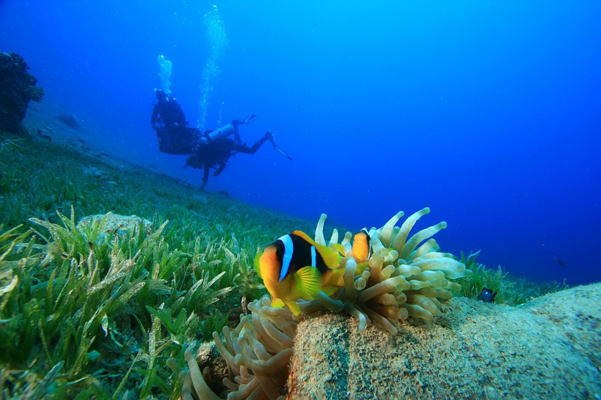 clown fish image