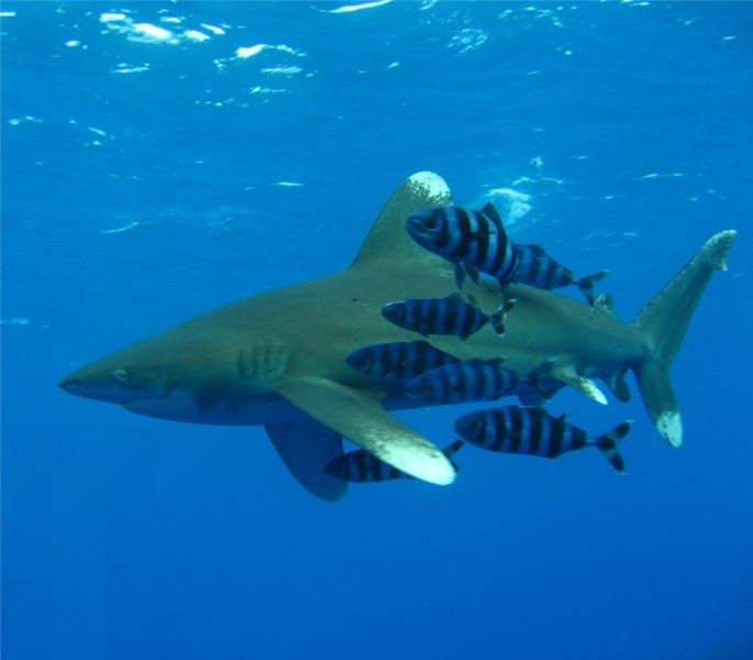 image of oceanic shark