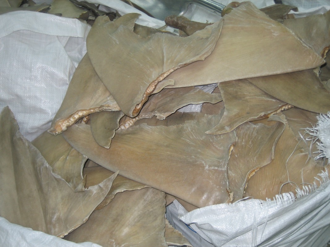 image of shark fins
