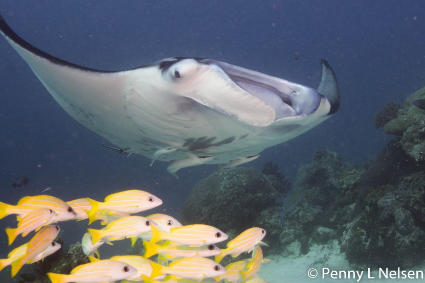 Manta Palau