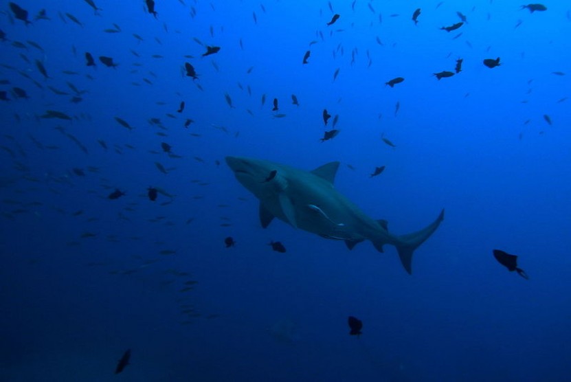 Image of Bull Shark Wikimedia Commons