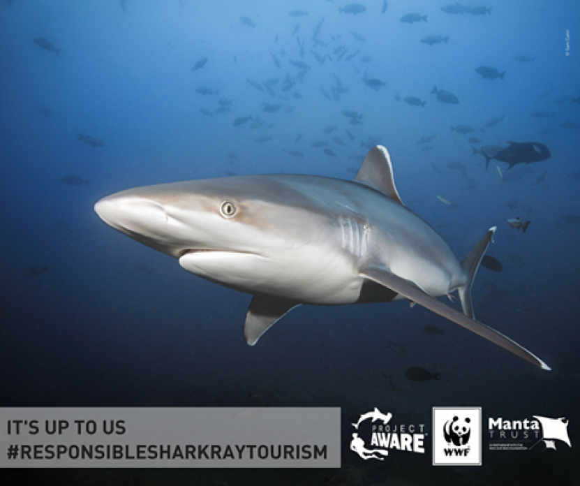 Image of shark and ray tourism guide