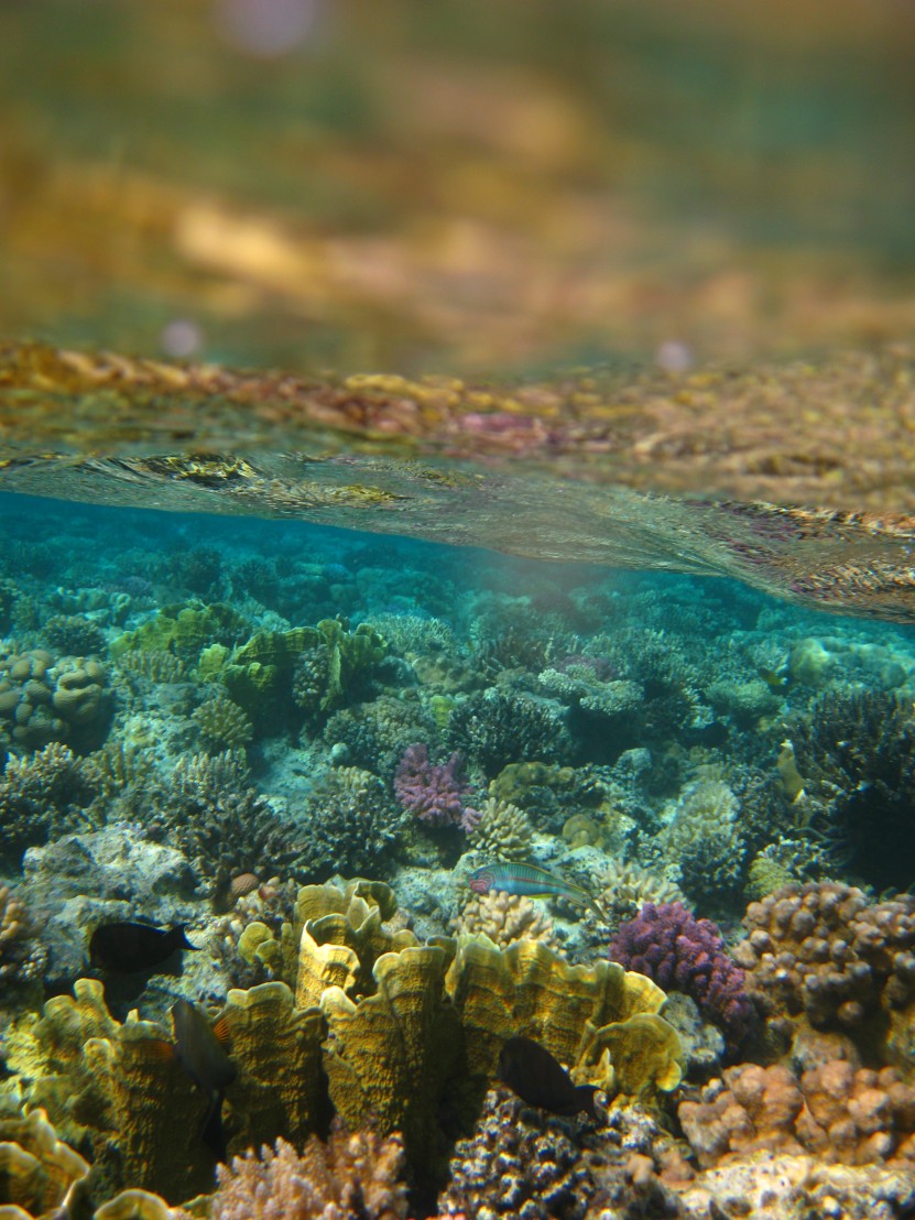 coral reef conservation