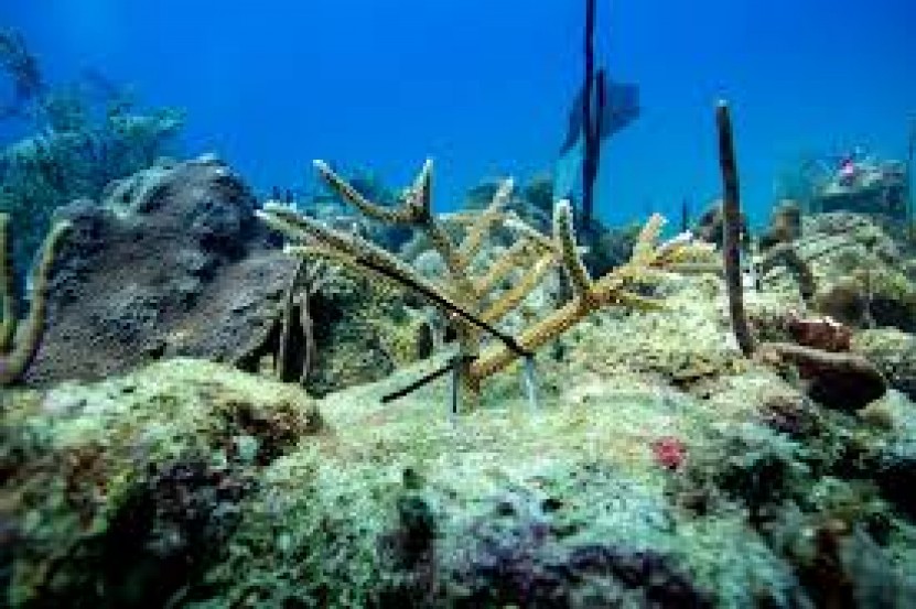 Acropora Cervicornis