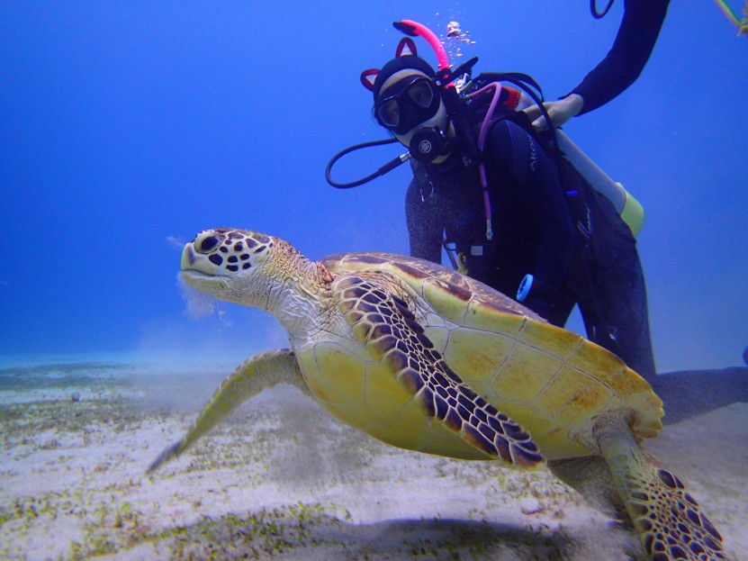 Turtles and divers
