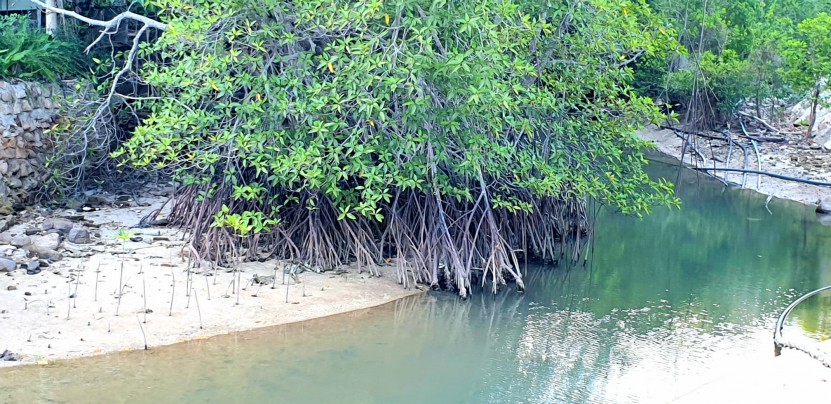 Mangroves