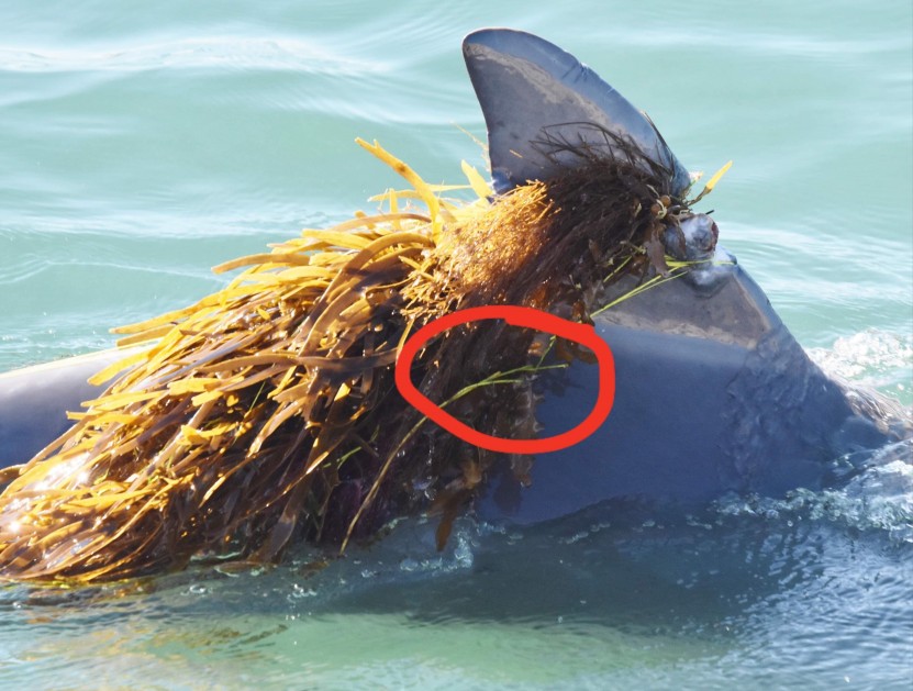 Luca's Dorsal Fin entangled