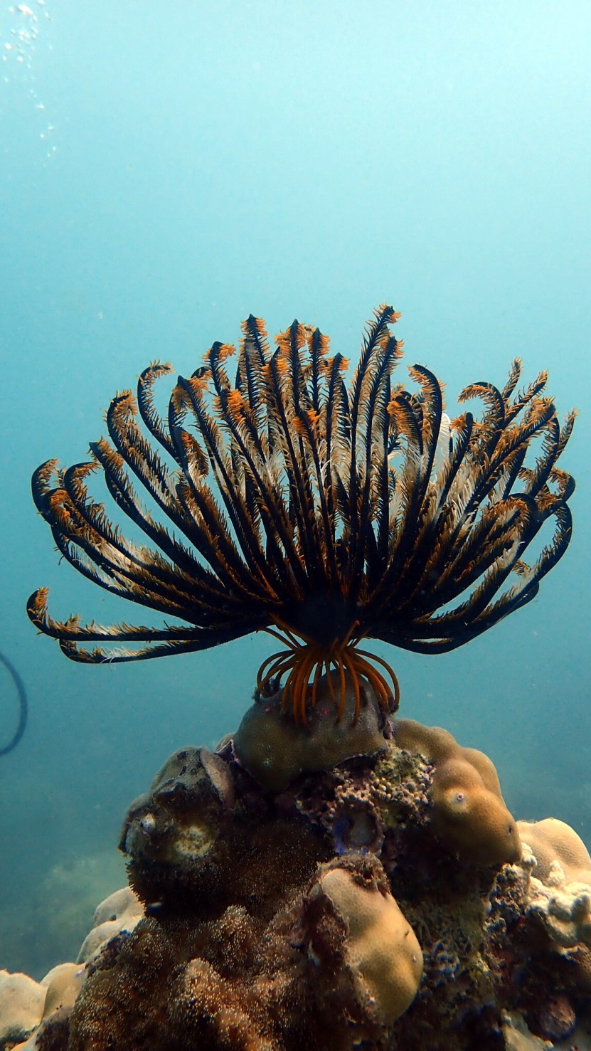 Flower Coral 