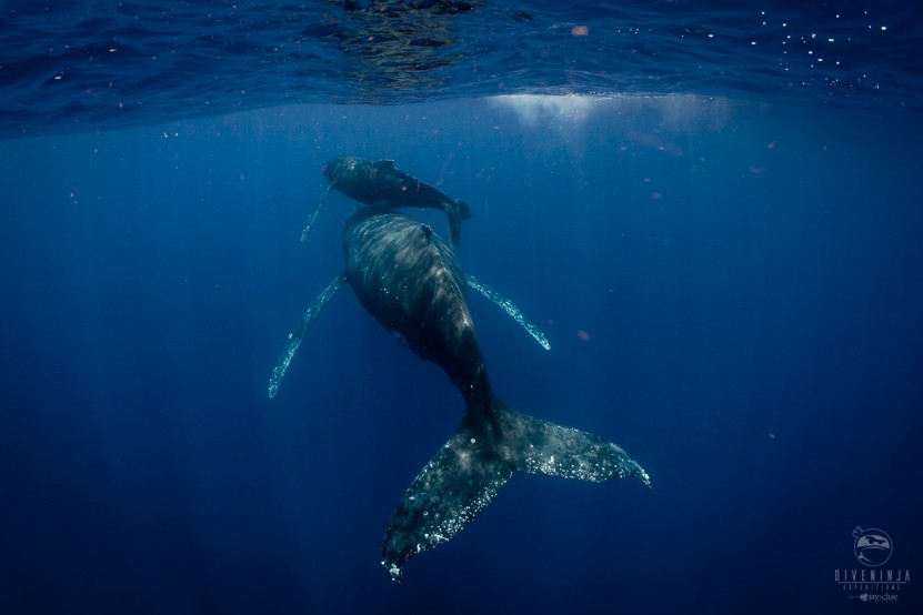 Dive Ninjas Swimming with Whales in Tonga 