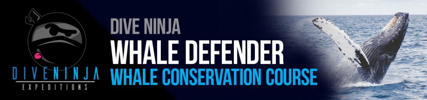 Dive Ninja Expedition Whale Defender Conservation Course Specialty 