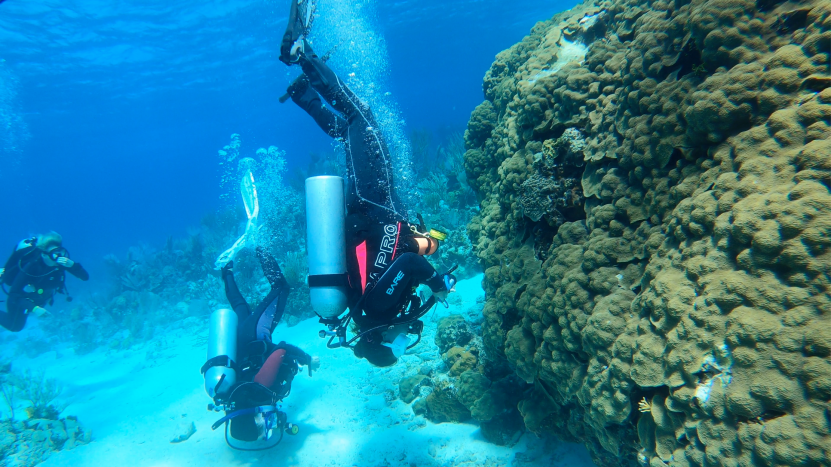 scuba diver upside down looking at massive coral boulder
