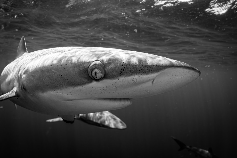 PADI & Project AWARE shark conservation diving course in Cabo San Lucas Mexico at Dive Ninja Expeditions.