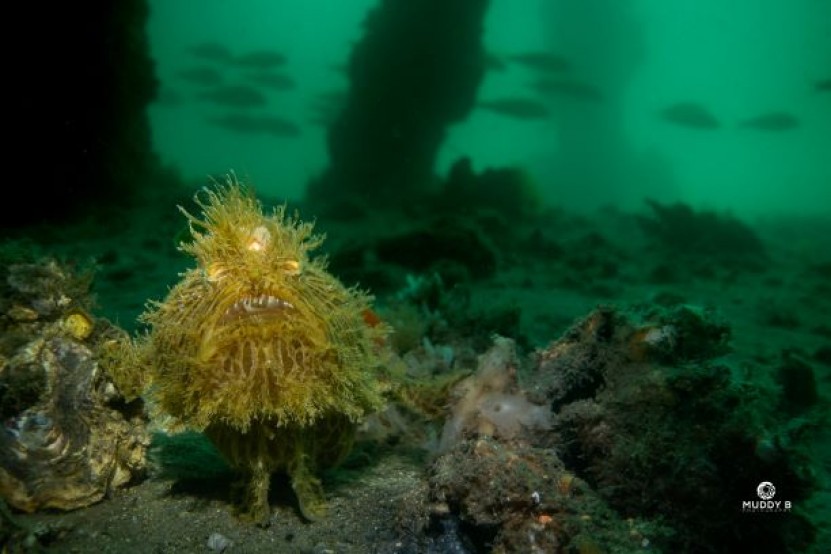 Chowder Bay Striated Anglerfish