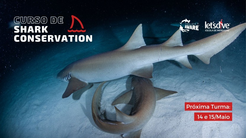 Curso de Especialização em Shark Conservation com a Let's Dive