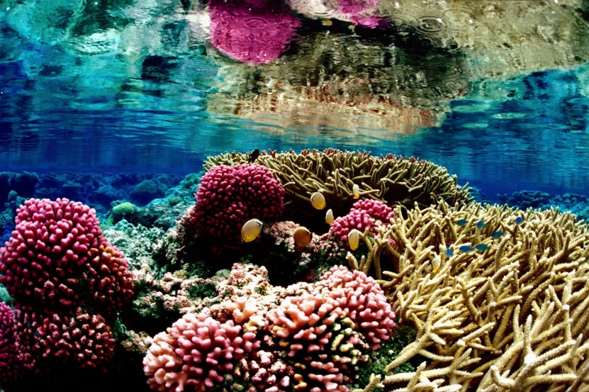 Vibrant and healthy coral reef during the day