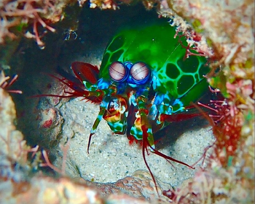 A Mantis Shrimp in Coral Reef in Mauritius in the Indian Ocean