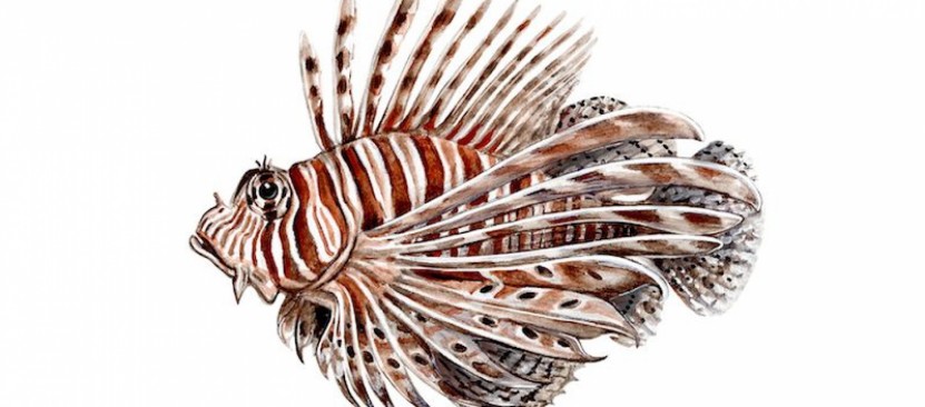 #Lionfish #nautilusdivingkas #scubakas #scubaturkey