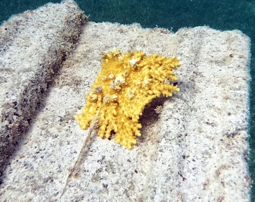 Elkhorn Coral transplant in Grenada