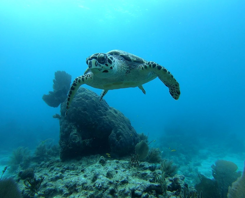 Safe Turtles