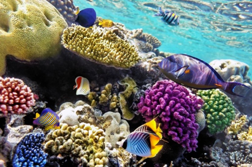 Coral Reef Algae Types