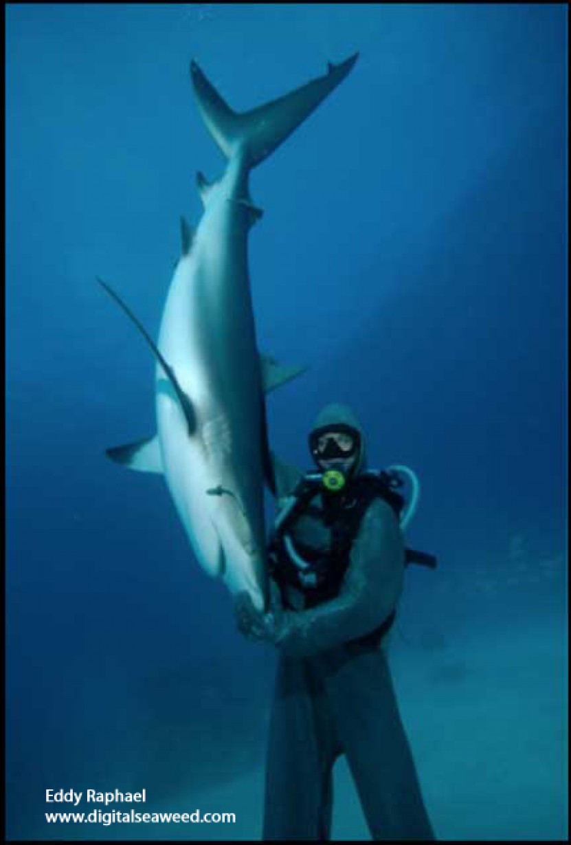 Meet the Shark Whisperer who sticks her hand in their mouths to