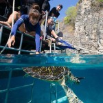 Rehabilitated Hawksbill Turtle being released at Koh Haa