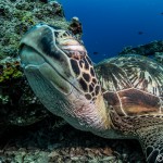 save the turtles photo by djash_e