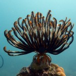 Flower Coral 