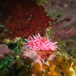 Okenia rosacea nudibranquio que puede ser confundido con anemonas 