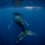 Dive Ninjas Swimming with Whales in Tonga 