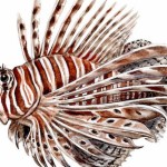 #Lionfish #nautilusdivingkas #scubakas #scubaturkey