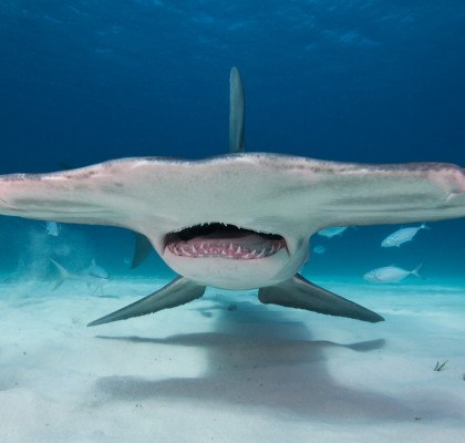Responsible Shark & Ray Tourism. Image by Al Hornsby