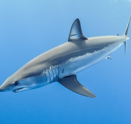 Mako shark - one of the most fished in the world